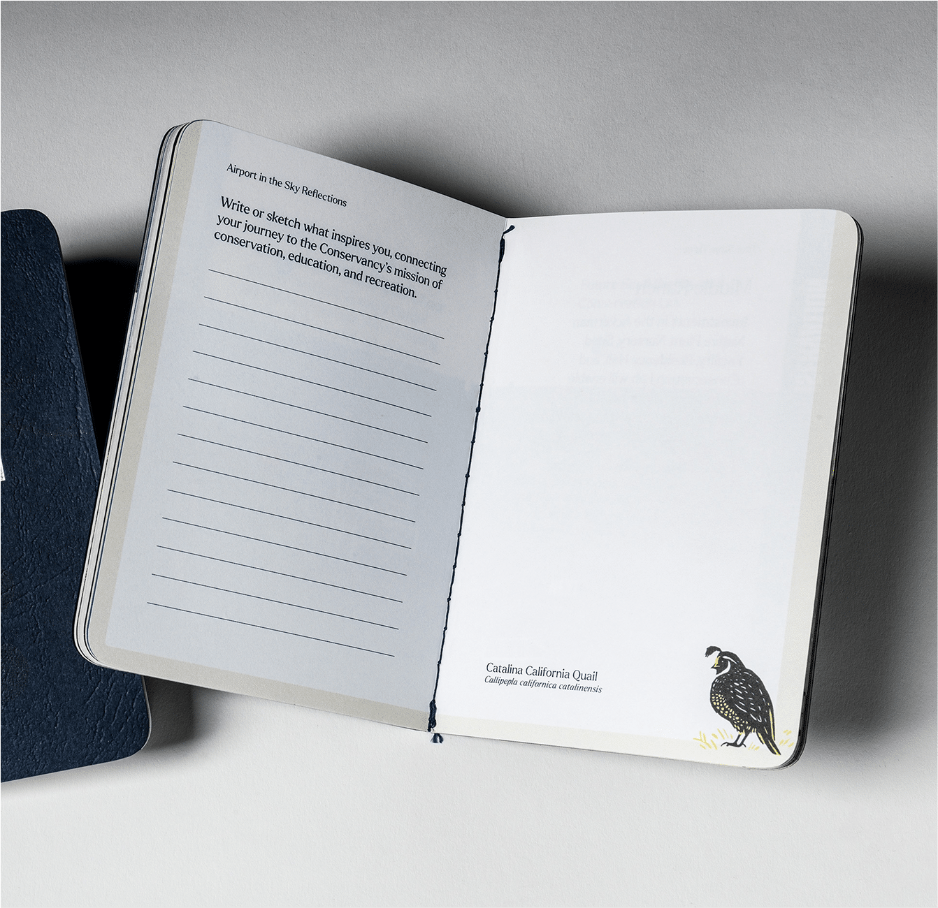 Open Resilience campaign booklet with lined writing prompts and an illustration of a California quail.