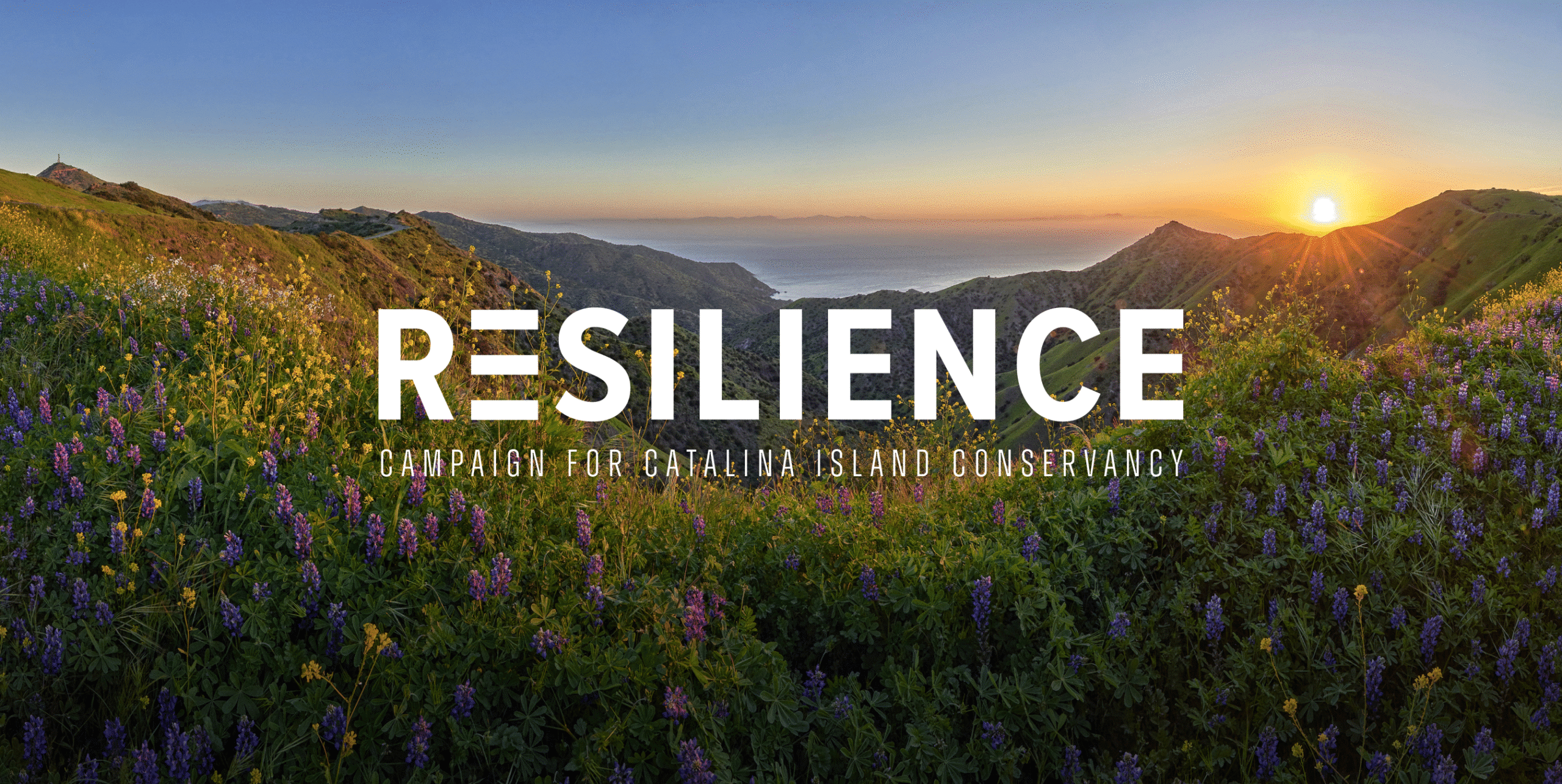 Sunset over Catalina Island’s hillsides with wildflowers in bloom, overlaid with the text “Resilience: Campaign for Catalina Island Conservancy.”