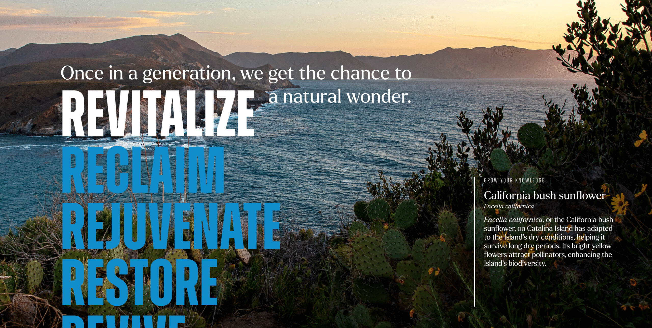 View of the Catalina Island coastline framed by cactus and native plants, with campaign text reading “Once in a generation, we get the chance to revitalize a natural wonder” alongside bold words: Revitalize, Reclaim, Rejuvenate, Restore.