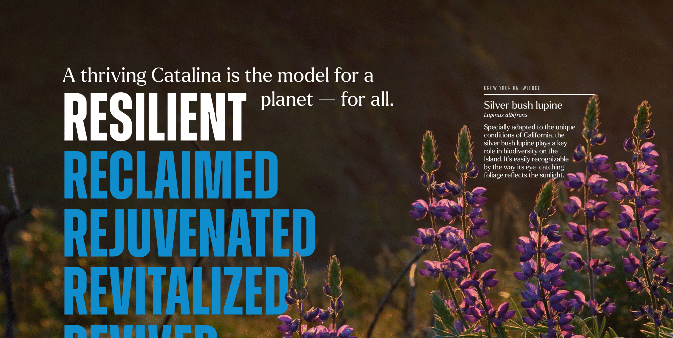 Close-up of Catalina Island’s native silver bush lupine flowers at sunset, overlaid with campaign messaging: “A thriving Catalina is the model for a resilient planet—for all,” and bold action words including Resilient, Reclaimed, Rejuvenated, and Revitalized.